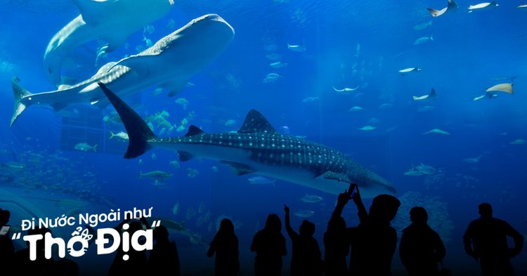 Cá mập tiền ảo mua